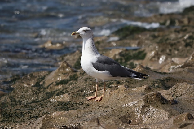 Close-up van een zeemeeuw neergestreken op een steen in de kust