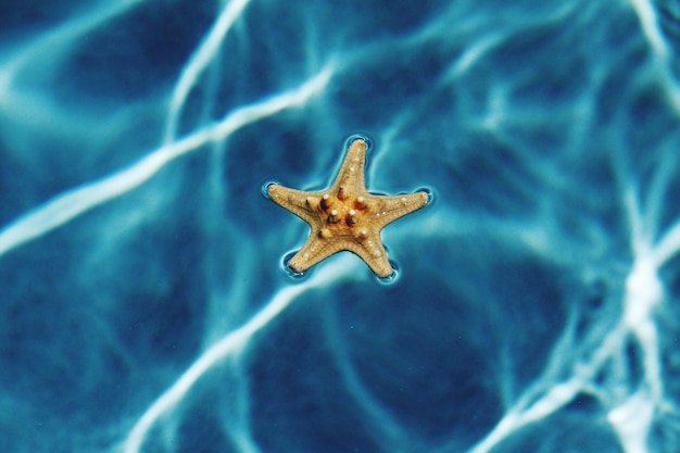Close-up van een zeester in het water