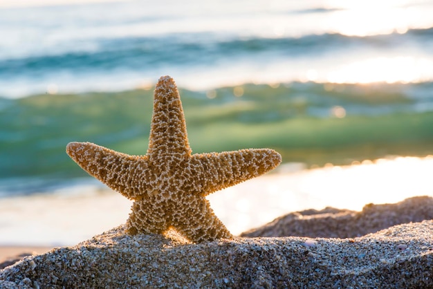 Close-up van een zeester op het strand