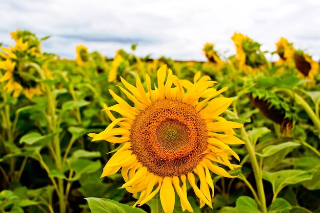 Close-up van een zonnebloem die bloeit op het veld