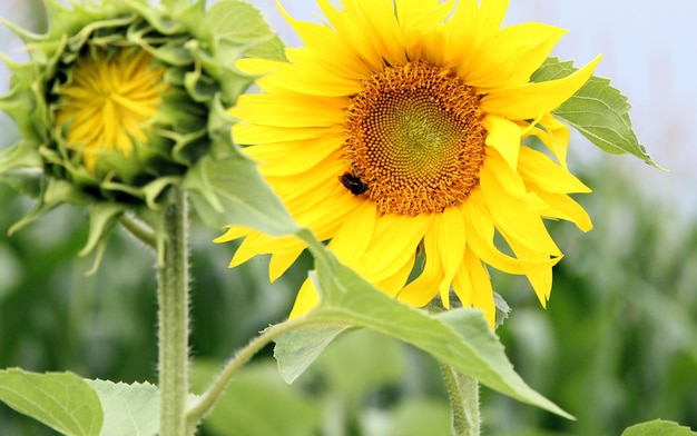 Close-up van een zonnebloem die buiten bloeit