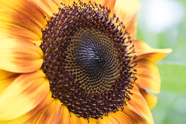 Close-up van een zonnebloem die buiten bloeit