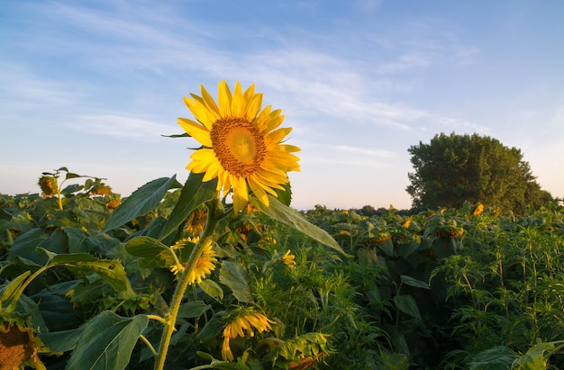Close-up van een zonnebloem die op een boerderij tegen de lucht groeit