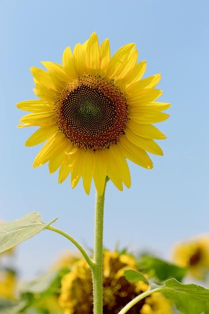 Close-up van een zonnebloem die tegen de lucht bloeit