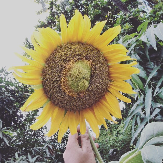 Foto close-up van een zonnebloem in de hand