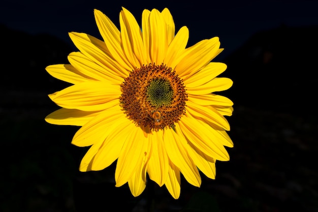 Close-up van een zonnebloem op een zwarte achtergrond