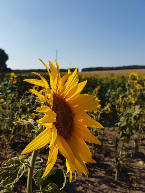 Close-up van een zonnebloem op het veld tegen de lucht