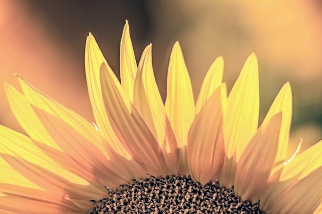 Foto close-up van een zonnebloem