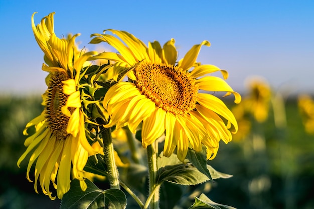 Close-up van een zonnebloemplant tegen de lucht