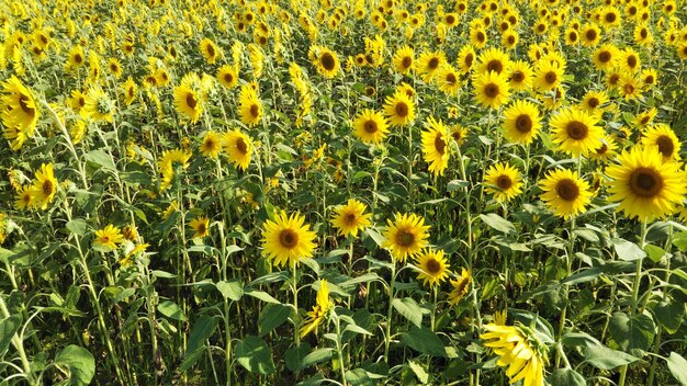 Foto close-up van een zonnebloemveld