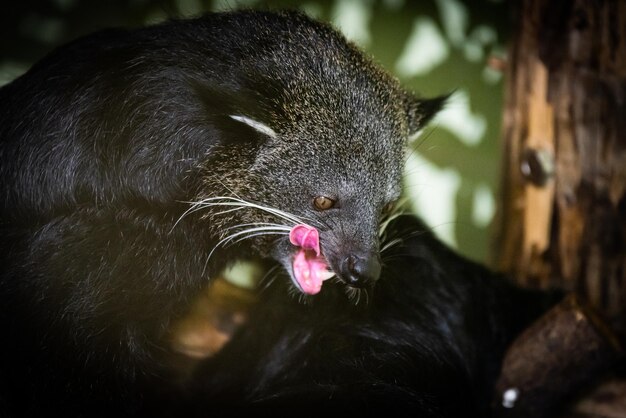 Foto close-up van een zoogdier