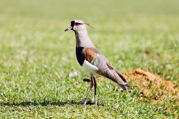 Close-up van een zuidelijke lapwing die op een grasveld zit