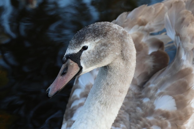 Close-up van een zwaan die in een meer zwemt