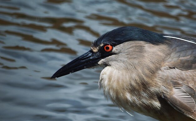 Foto close-up van een zwaan die in een meer zwemt