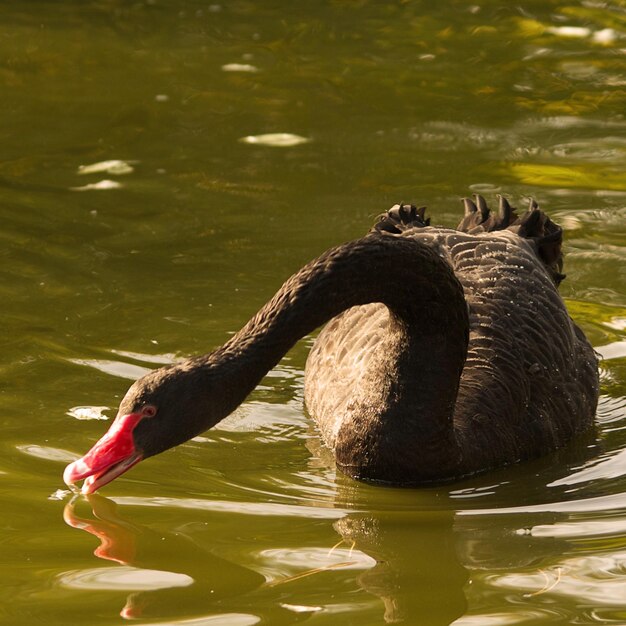 Foto close-up van een zwaan die op een meer zwemt