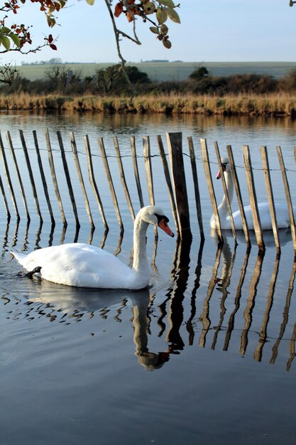 Foto close-up van een zwaan die op een meer zwemt