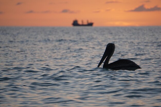 Foto close-up van een zwaan die tijdens de zonsondergang in zee zwemt