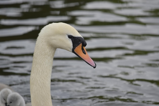 Close-up van een zwaan in een meer