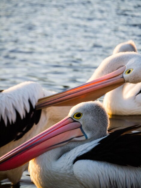 Foto close-up van een zwaan in een meer