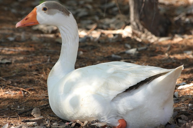 Close-up van een zwaan in het bos