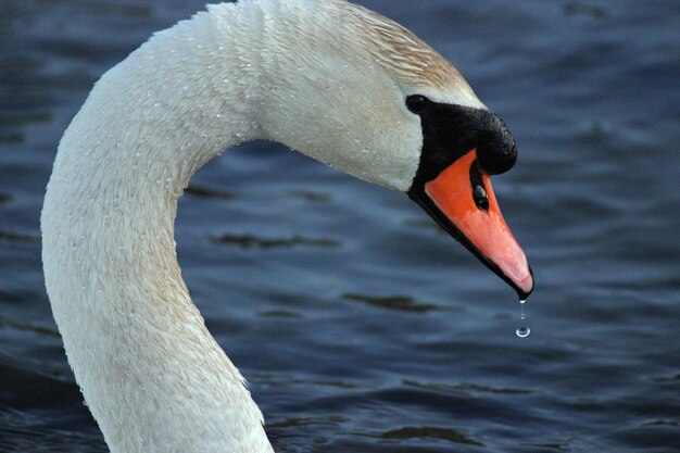 Close-up van een zwaan in het meer