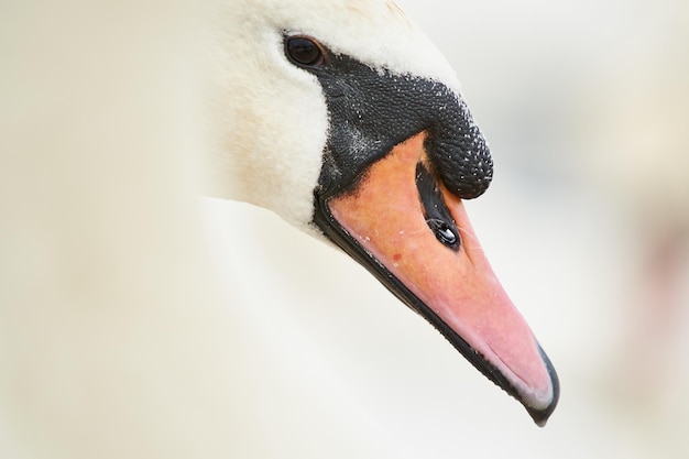 Foto close-up van een zwaan in het water