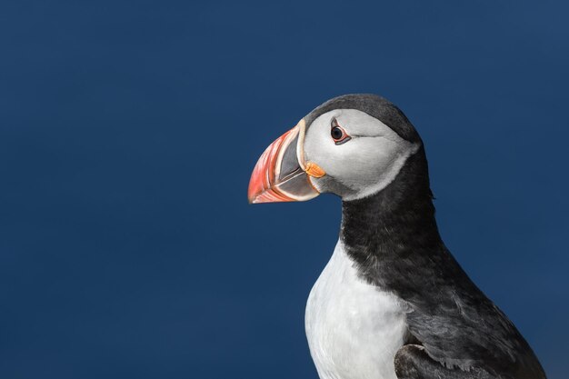 Close-up van een zwaan tegen een heldere hemel