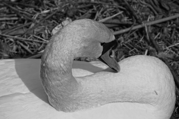 Foto close-up van een zwaan