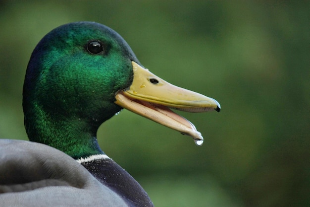 Foto close-up van een zwaan