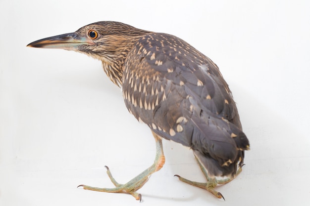 Close-up van een zwart-bekroonde vogel van de nachtreiger