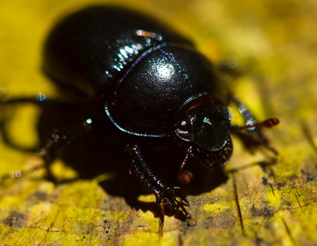 Foto close-up van een zwart insect