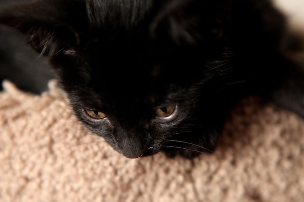 Foto close-up van een zwart kitten dat ontspant op een krabpaal.