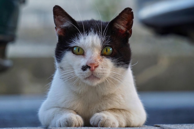 Close-up van een zwart-witte kat