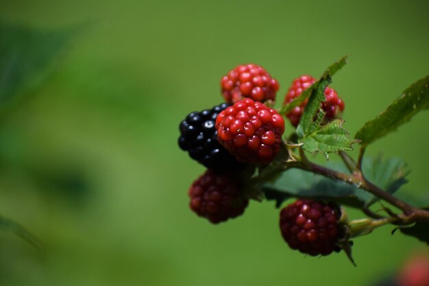 Foto close-up van een zwarte bessenplant