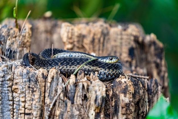 Close-up van een zwarte Chicago garter slang Thamnophis sirtalis semifasciatus die zich op een boomstomp koelt