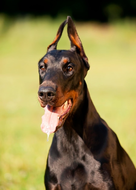 Foto close-up van een zwarte hond die hijgt.