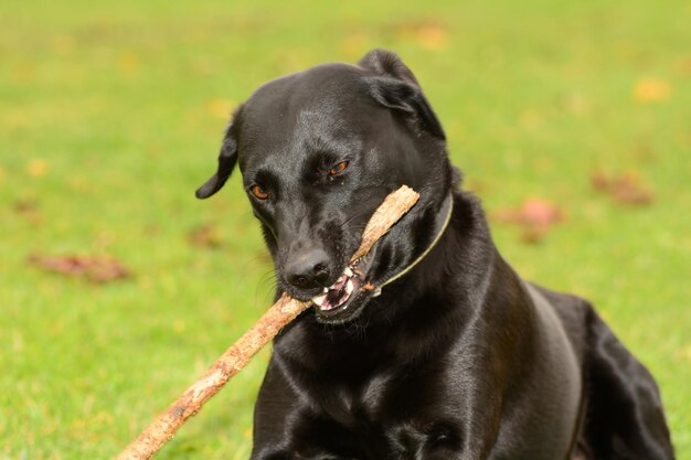 Foto close-up van een zwarte hond met een stok in zijn mond op het veld