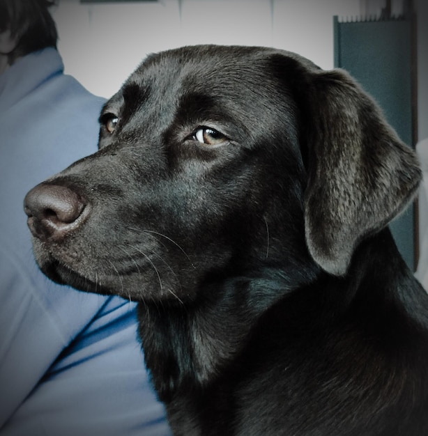 Foto close-up van een zwarte hond thuis.