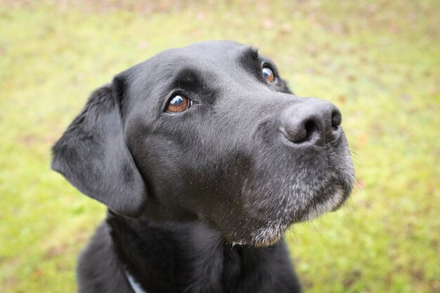 Foto close-up van een zwarte hond