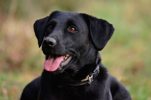 Close-up van een zwarte hond