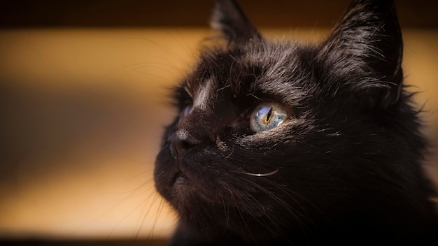 Close-up van een zwarte kat die naar buiten kijkt