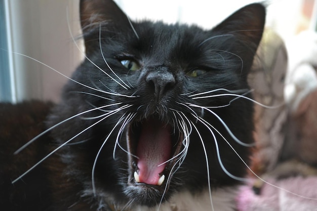 Foto close-up van een zwarte kat die thuis gaapt.