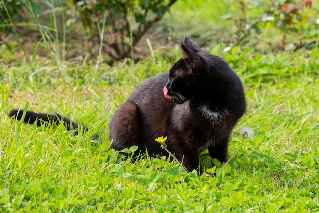 Close-up van een zwarte kat die zijn lippen likt na het eten op het groene gras op een zonnige zomerdag