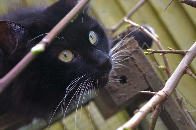 Foto close-up van een zwarte kat op een oude tafel.