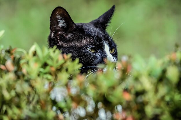 Foto close-up van een zwarte kat