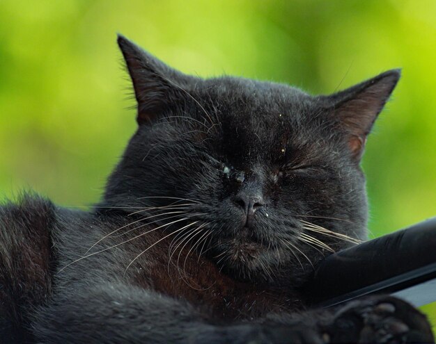 Foto close-up van een zwarte kat