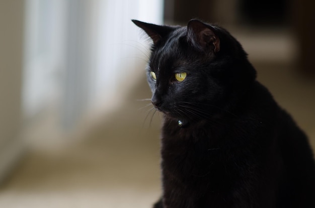 Close-up van een zwarte kat