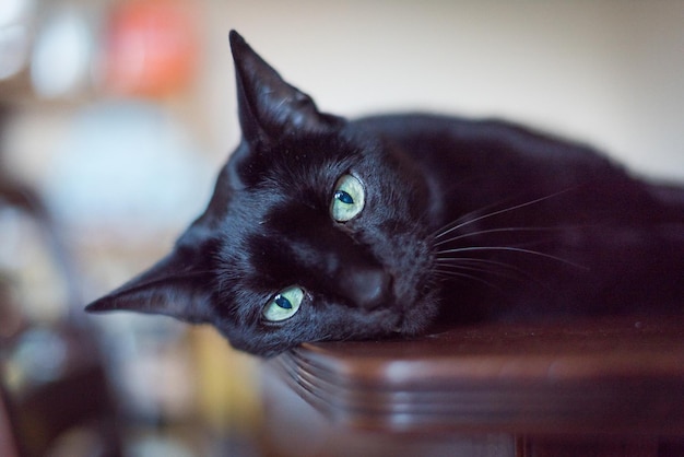 Close-up van een zwarte kat