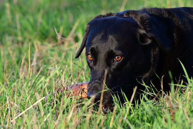 Close-up van een zwarte labrador retriever die een stok kauwt