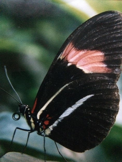 Foto close-up van een zwarte vlinder